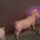 Illustration for article titled A Video Game That Helps People Forge Stronger Relationships...With Pigs